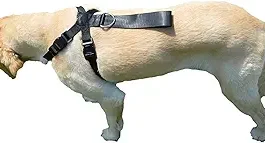 Downtown Pet Supply No Pull Dog Harness for Small Dogs Step in Dog Vest
